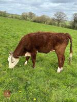 12MO HEREFORD HEIFER