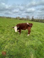 12MO HEREFORD HEIFER - 2