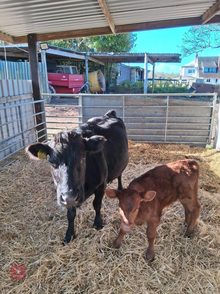 12YO PEDIGREE DEXTER COW WITH CALF AT FOOT - BIDS FOR THE GROUP