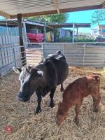 12YO PEDIGREE DEXTER COW WITH CALF AT FOOT - BIDS FOR THE GROUP - 2