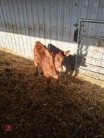 12YO PEDIGREE DEXTER COW WITH CALF AT FOOT - BIDS FOR THE GROUP - 3