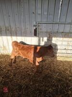 12YO PEDIGREE DEXTER COW WITH CALF AT FOOT - BIDS FOR THE GROUP - 4