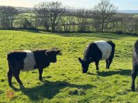 8YO BELTED GALLOWAY COW WITH CALF AT FOOT - BIDS FOR THE GROUP