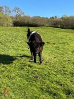 8YO BELTED GALLOWAY COW WITH CALF AT FOOT - BIDS FOR THE GROUP - 4