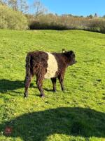 8YO BELTED GALLOWAY COW WITH CALF AT FOOT - BIDS FOR THE GROUP - 5