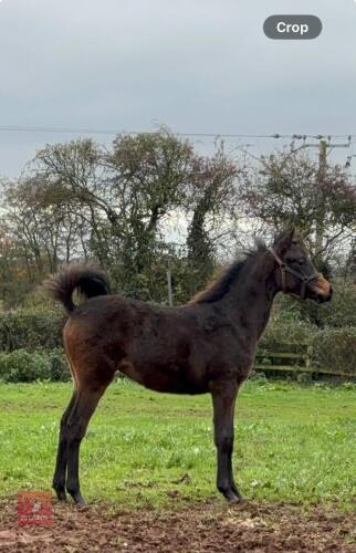 9MO BRITISH RIDING HORSE FILLY