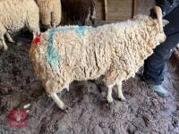 1YO SHETLAND X WETHER