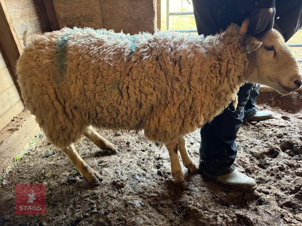 1YO SHETLAND X WETHER