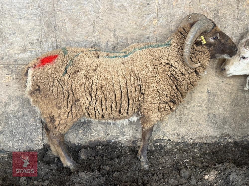 2YO SHETLAND X RAM