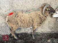 2YO SHETLAND X RAM