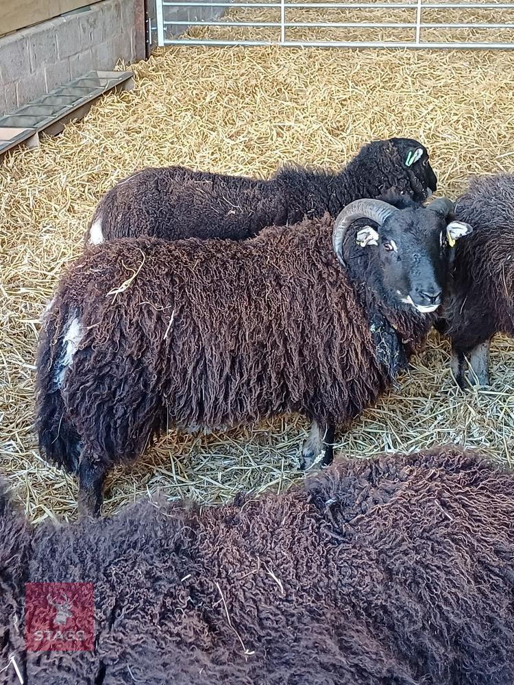 PEDIGREE BADGER FACE WELSH MOUNTAIN RAM