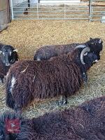 PEDIGREE BADGER FACE WELSH MOUNTAIN RAM - 2