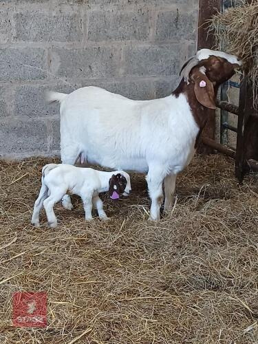2YO BOER DOE WITH KID AT FOOT - BIDS FOR THE GROUP