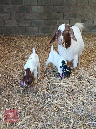 2YO PEDIGREE BOER DOE WITH KIDS AT FOOT - BIDS FOR THE GROUP
