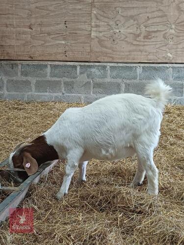 2YO PEDIGREE BROWN HEADED DOE BOER