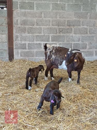 PEDIGREE 2YO RED BOER DOE WITH KIDS - BIDS FOR THE GROUP