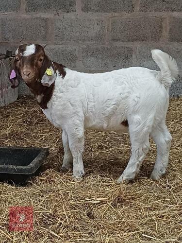 3MO PEDIGREE BOER BUCK KID