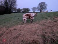 10YO PEDIGREE LONGHORN COW & CALF - BIDS FOR THE GROUP - 4