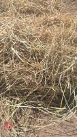 50 MINI HESTON BALES OF 2025 HAY - BIDS PER BALE - 4