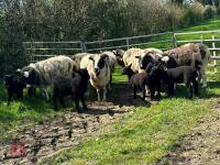 6 JACOB FM EWES & 9 SUFFOLK X LAMBS - BIDS PER LIFE