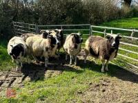 6 JACOB FM EWES & 9 SUFFOLK X LAMBS - BIDS PER LIFE - 2