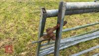 2 X 12' GALVANISED GATES - 10