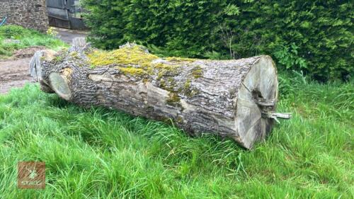 OAK TREE TRUNK
