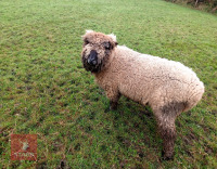 2YO COLOURED RYELAND RAM