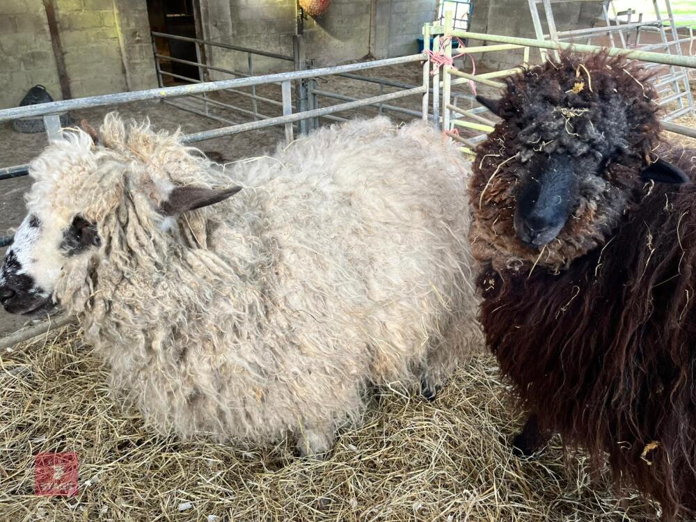 11 VALAIS BLACKNOSE EWE HOGGS - BIDS PER LIFE