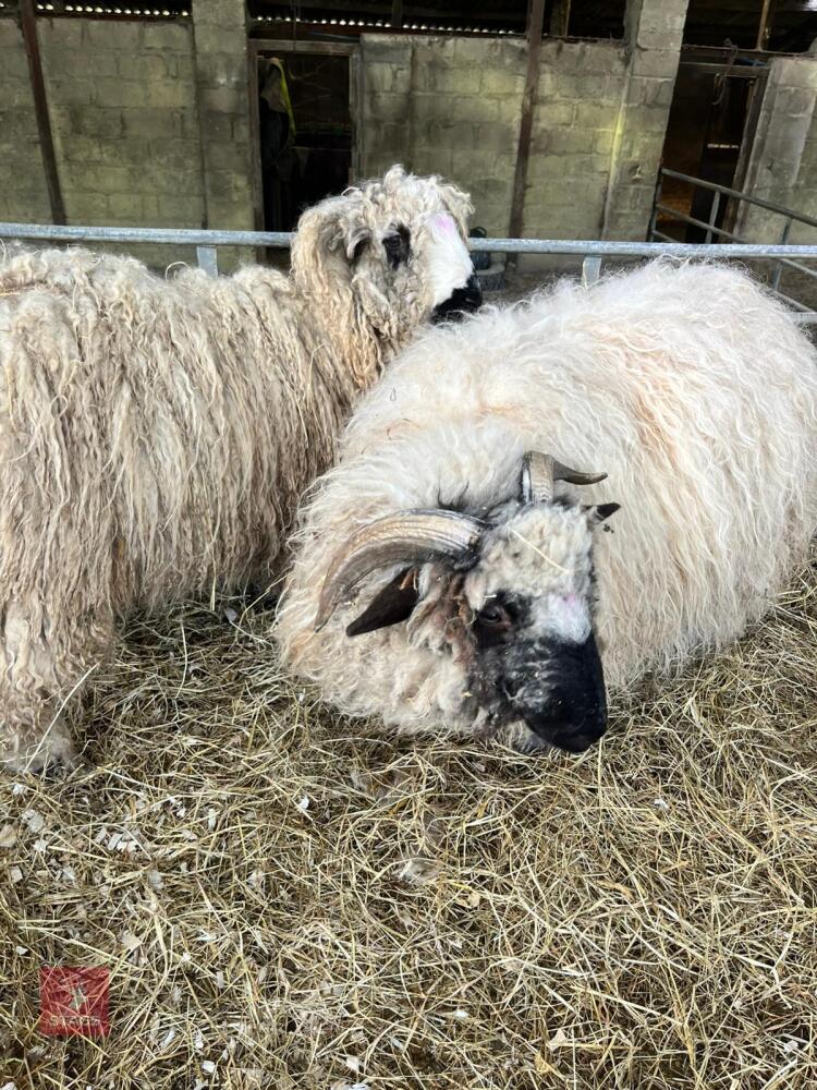 5 VALAIS BLACKNOSE X WETHER HOGGS - BIDS PER LIFE