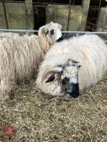 5 VALAIS BLACKNOSE X WETHER HOGGS - BIDS PER LIFE
