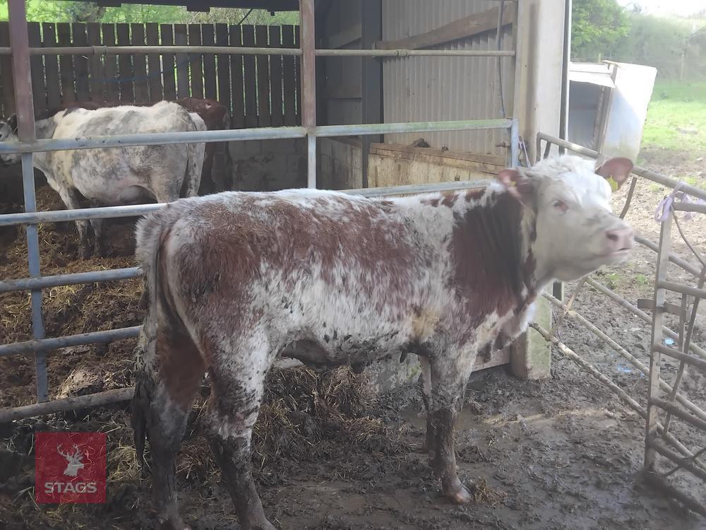 2 X 10MO HEREFORD HEIFERS - BIDS PER LIFE