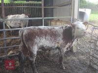 2 X 10MO HEREFORD HEIFERS - BIDS PER LIFE