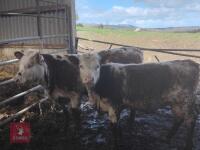 2 X 10MO HEREFORD HEIFERS - BIDS PER LIFE - 2