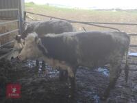 2 X 10MO HEREFORD HEIFERS - BIDS PER LIFE - 3