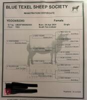 2YO PEDIGREE BLUE TEXEL EWE - 8