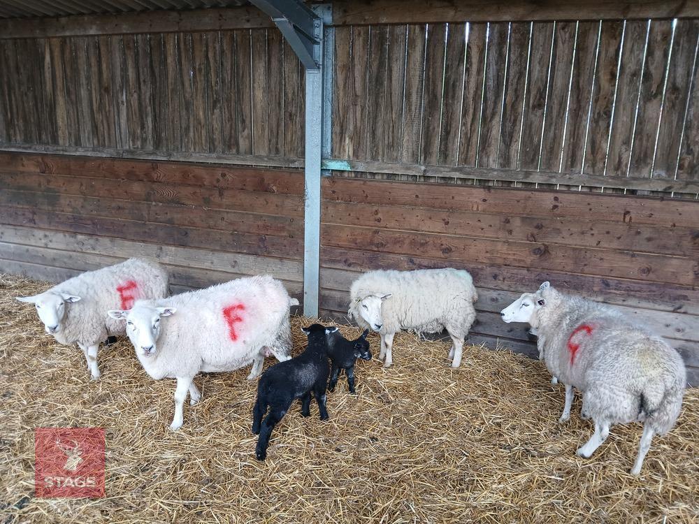 4 LLEYN & TEXEL X EWES & 4 LAMBS - BIDS PER COUPLE