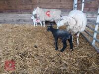 4 LLEYN & TEXEL X EWES & 4 LAMBS - BIDS PER COUPLE - 3