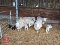 5 LLEYN & CHEVIOT X EWES & 5 LAMBS - BIDS PER COUPLE