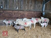 5 LLEYN & CHEVIOT X EWES & 5 LAMBS - BIDS PER COUPLE - 2