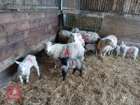 5 LLEYN & CHEVIOT X EWES & 5 LAMBS - BIDS PER COUPLE - 3