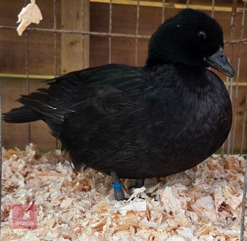 PAIR OF BLACK CALL DUCKS - BIDS PER LIFE