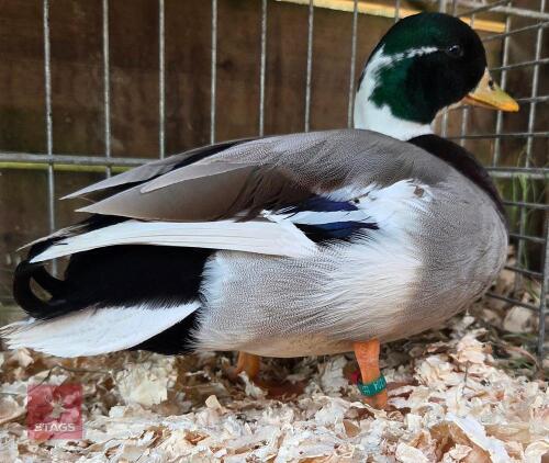 PAIR OF PIED MALLARD CALL DUCKS - BIDS PER LIFE