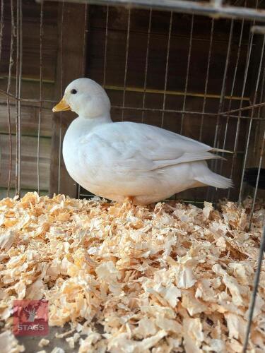 1YO WHITE CALL DUCK