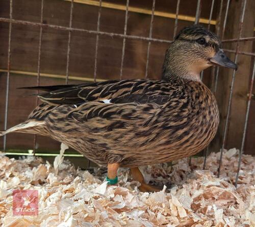 PAIR OF MALLARD CALL DUCKS - BIDS PER LIFE