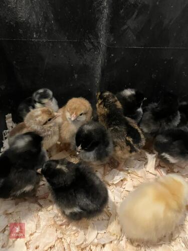 10 UNSEXED CHICKS - BIDS FOR THE GROUP