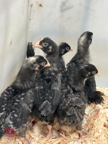 6 UNSEXED OLIVE EGGER CHICKS - BIDS PER LIFE