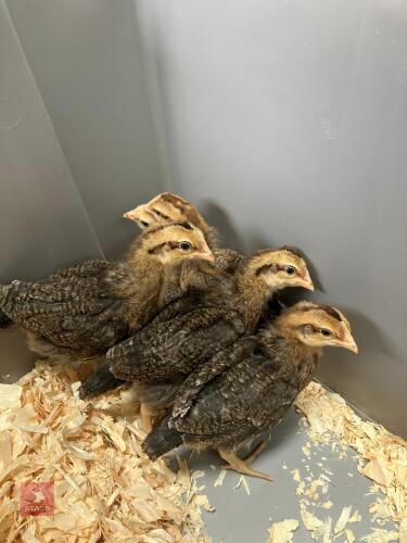 7 CREAM LEGBAR HEN CHICKS - BIDS PER LIFE