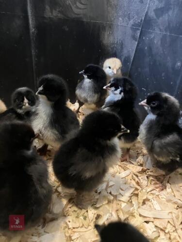 7 UNSEXED RAINBOW CHICKS - BIDS FOR THE GROUP