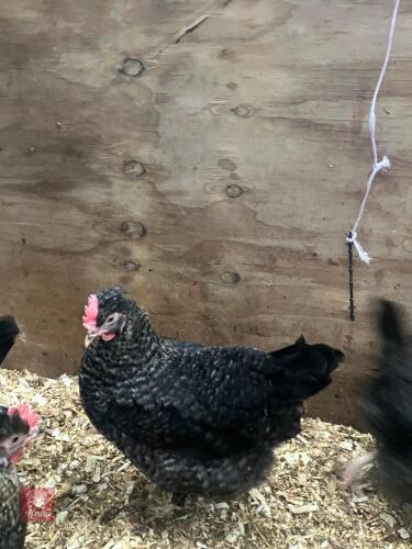 PAIR OF OLIVE EGGERS - BIDS PER LIFE